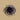 Swans - LIVE ROPE