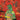 King Gizzard & The Lizard Wizard - 12 Bar Bruise